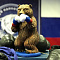 Фигура Медведь боксер Ф136ц  	24*18*33 