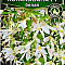 Бегония боливийская Копакабана белая F1 цв. Аэлита
