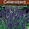 Лаванда Синеглазка 0,1г цв Аэлита