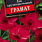 Лен крупноцветковый Гранат 0,2г цв Аэлита (лидер)