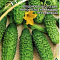 Огурец Теща F1 10шт цв. Гавриш
