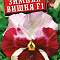 Виола Виттрока Зимняя вишня F1 цв.Аэлита