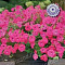 Петуния каскадная Тайдал Вейв Хот пинк 5шт цв Семена Профи Поиск