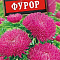 Астра Фурор шаровидно-игольчатая цв Аэлита