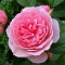 Роза флорибунда Гардентрауме