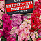 Левкой Императорский махров смесь цв Аэлита (лидер)
