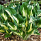 Хоста гибридная Стинг