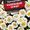 Хризантема Ванильный зефир 0,1г цв Аэлита (лидер)