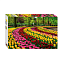 Пазлы 500 Парк тюльпанов Нидерланды 91020 Степ 