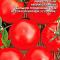 Томат Дачник цв Урал.Дачник