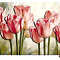 Набор ДТ Папертоль Нежность тюльпанов 677-292