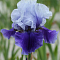 Ирис бородатый Блашес