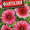 Лапчатка непальская Фантазия цв Аэлита