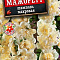 Шток-роза Мажоретт шампань махровая цв Аэлита