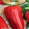 Перец сладкий Корней 0,25г цв Поиск
