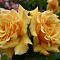 Роза английская Голден Селебрейшн
