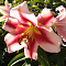 Лилия ОТ-гибрид Олимпик Флейм 14-16/К 2шт