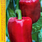 Перец сладкий Кореновский 0,2г Россельхозцентр