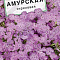 Гвоздика Амурская сиреневая цв.Аэлита