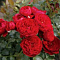 Роза флорибунда Красная шапочка